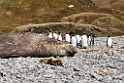 Elephant seal.20081112_3718